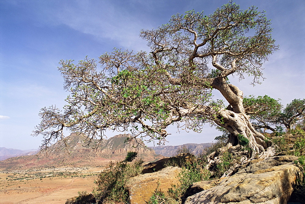 On the flank of Mount Workamba, Tambien region, Tigre Province, Ethiopia, Africa