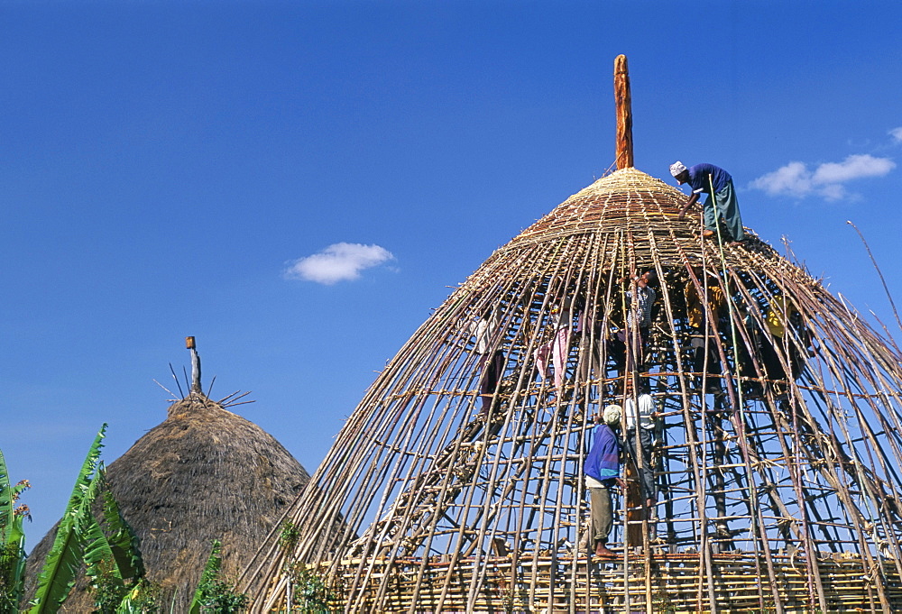 Building a hut, Gourague area, Shoa province, Ethiopia, Africa