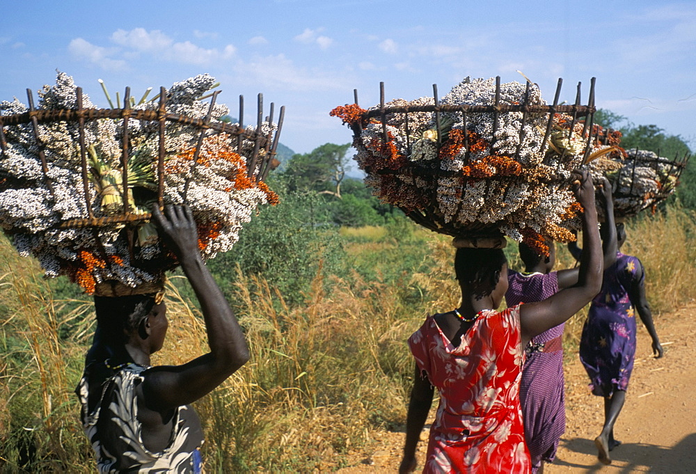 Nuer women carrying sorghum, Gambella region, Ilubador state, Ethiopia, Africa