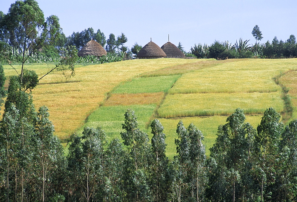 Fields in the countryside in the land of the Gourague, Hosana region, Shoa province, Ethiopia, Africa