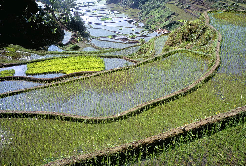 Rice terraces of the Ifugao people,UNESCO World Heritage Site, northern area, island of Luzon, Philippines, Southeast Asia, Asia