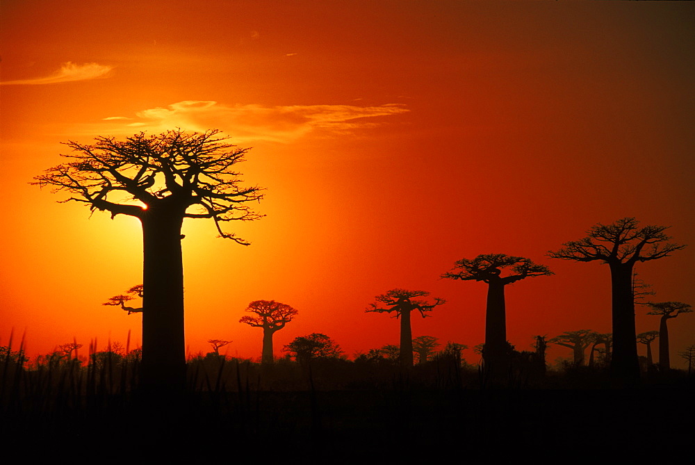 Baobab trees at sunset, near Morondava, west Madagascar