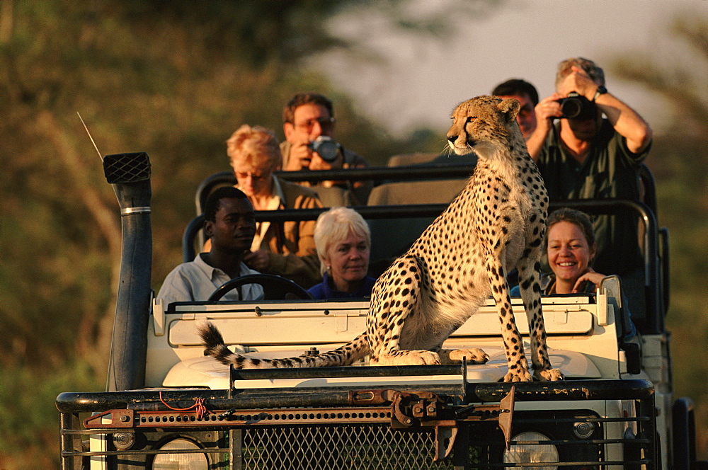 Cheetah using tourist vehicle as look out point, Okavango Delta, Botswana, Africa, 