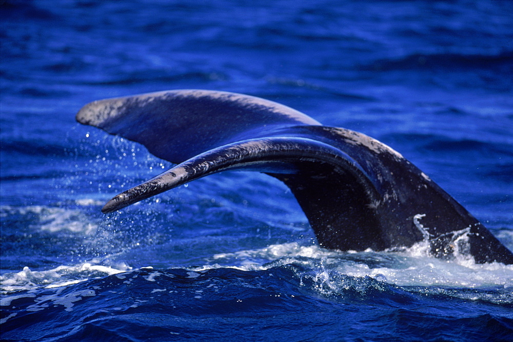 Southern right whale  fluke, Peninsula Valdes, Argentina, South America