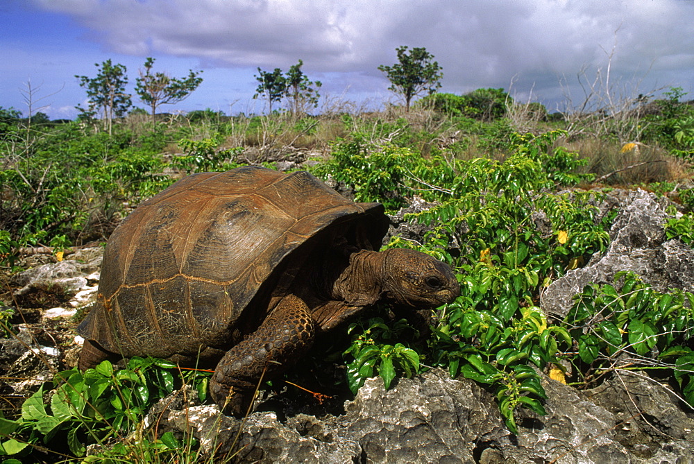 Aldabra tortoise (Geochelone gigantea), Picard Island, Aldabra Atoll, Seychelles