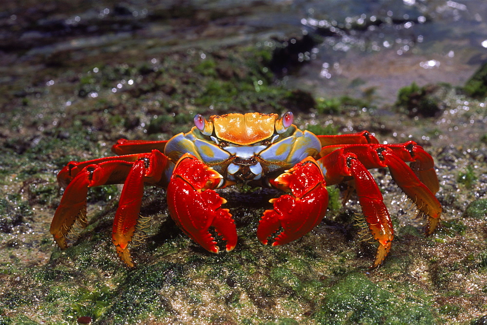 Sally lightfoot crab {Grapsus grapsus} San Cristobal Is, Galapagos Islands, Ecuador Book page 100