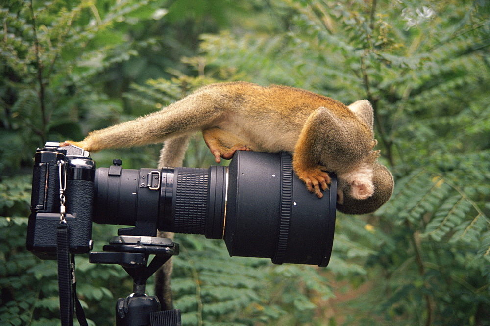 Squirrel monkey {Saimiri sciureus} investigates camera, Amazonia, Ecuador