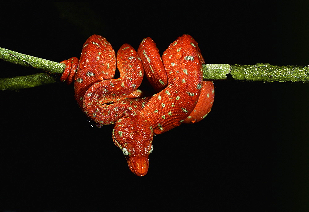 Emerald tree boa juvenile {Corallus canina} coiled round branch  Iwokrama reserve, Guyana, South America