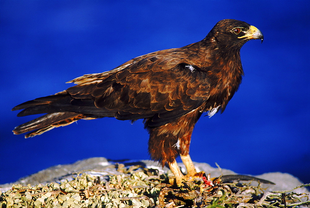 Galapagos hawk with prey,  Galapagos