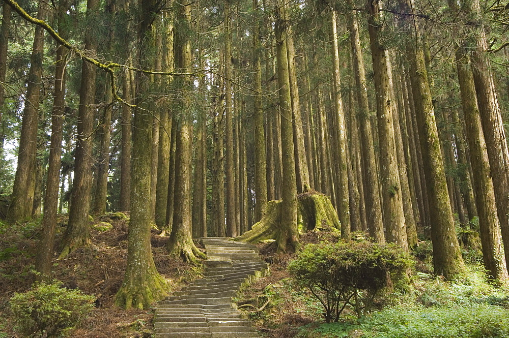 Cedar forest, Alishan National Forest recreation area, Chiayi County, Taiwan, Asia