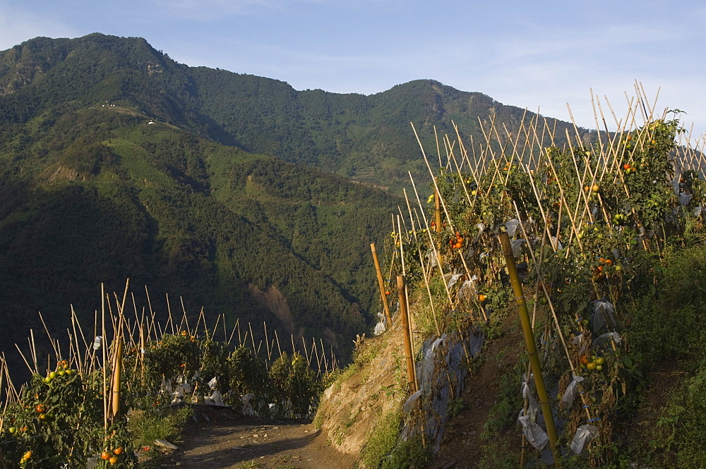 Vegetables growing by path, Yushan National Park, Nantou County, Taiwan, Asia