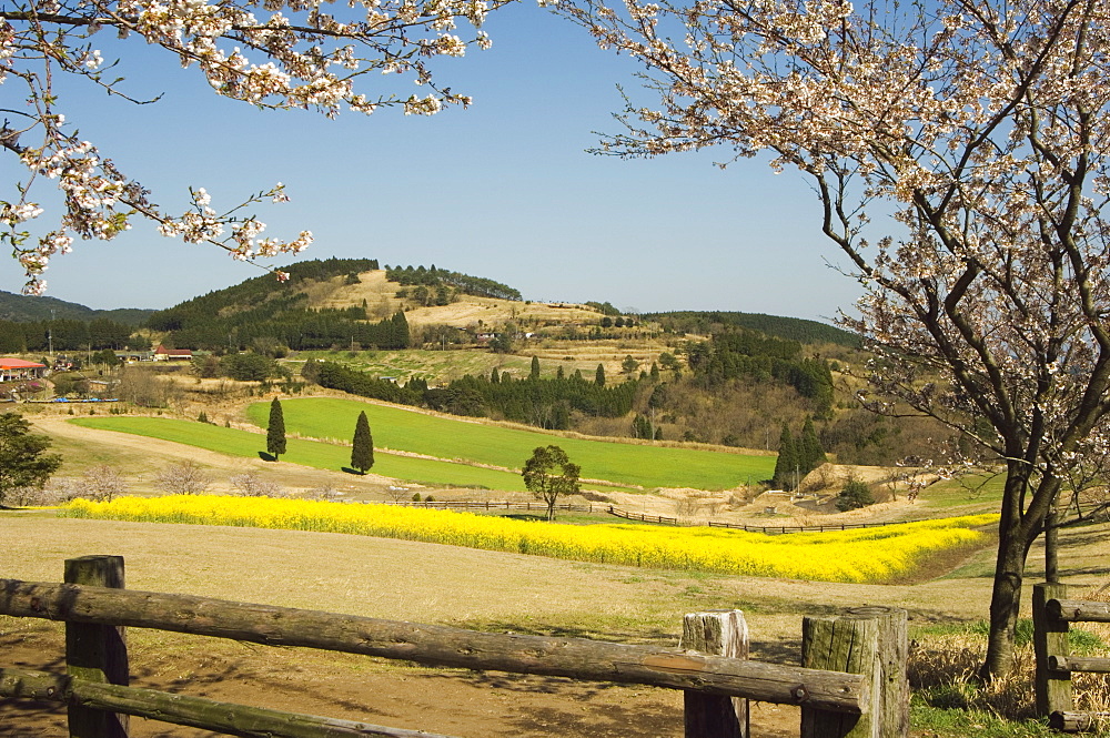 Spring cherry trees and mountain scenery, Takachiho Farm, Kirishima National Park, Kagoshima prefecture, Kyushu, Japan, Asia