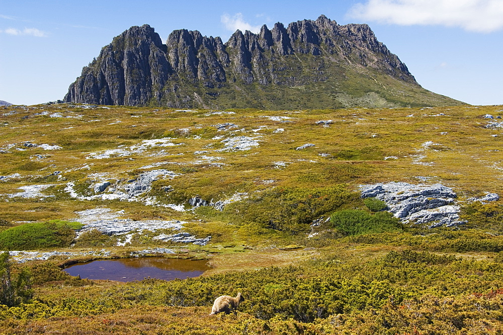 Peaks of Cradle Mountain, 1545m, on the Overland Track, Cradle Mountain Lake St. Clair National Park, part of Tasmanian Wilderness, UNESCO World Heritage Site, Tasmania, Australia, Pacific