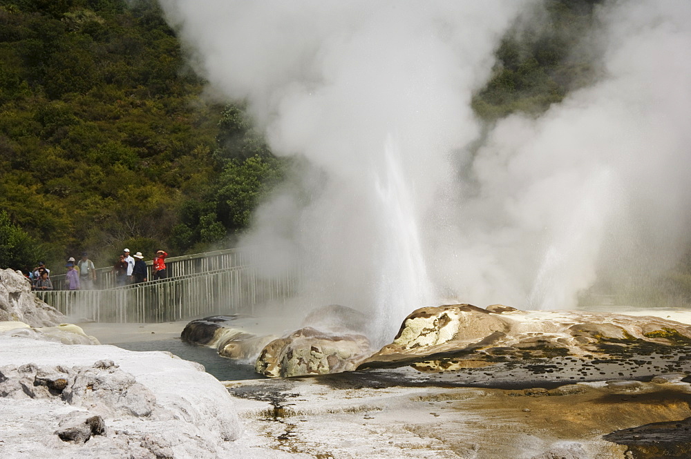 Pohutu Geyser at Te Puia Wakarewarewa Geothermal Village, Rotorua, Taupo Volcanic Zone, North Island, New Zealand, Pacific