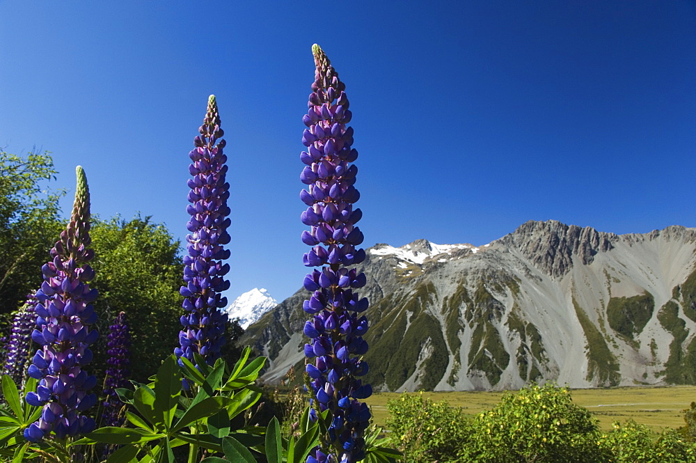 Lupins in flower below Aoraki (Mount Cook), 3755m, the highest peak in New Zealand, Te Wahipounamu UNESCO World Heritage Site, Aoraki (Mount Cook) National Park, Southern Alps, Mackenzie Country, South Island, New Zealand, Pacific