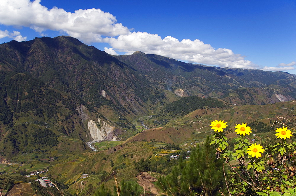 Yellow summer flowers, Mount Pulag National Park, Kabayan Town, The Cordillera Mountains, Benguet Province, Luzon, Philippines, Southeast Asia, Asia