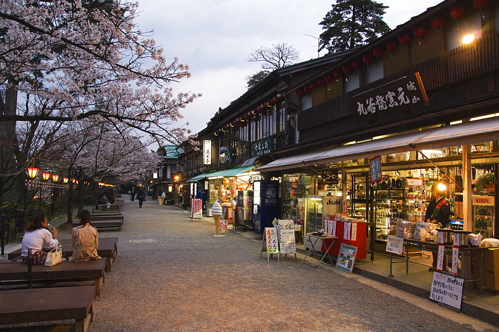 Spring cherry blossom at Kanazawa Castle, Honshu Island, Japan, Asia