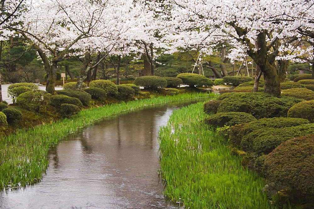 Cherry blossom in Kenrokuen Garden, Kanazawa, Honshu Island, Japan, Asia