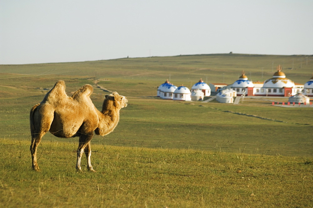 A camel with nomad yurt tents in the distance, Xilamuren grasslands, Inner Mongolia province, China, Asia