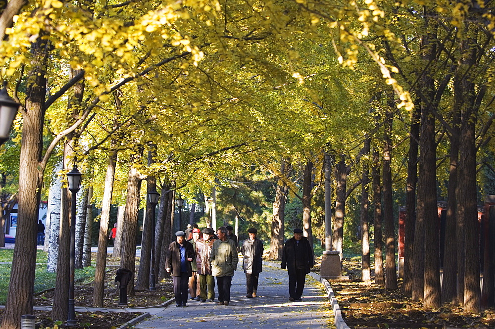 People walking under an avenue of autumn coloured trees in Ritan Park, Beijing, China, Asia