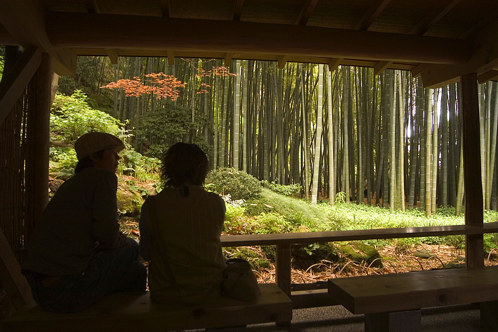 Couple looking out to bamboo forest from tea ceremony room, Kamakura city, Kanagawa prefecture, Honshu island, Japan, Asia