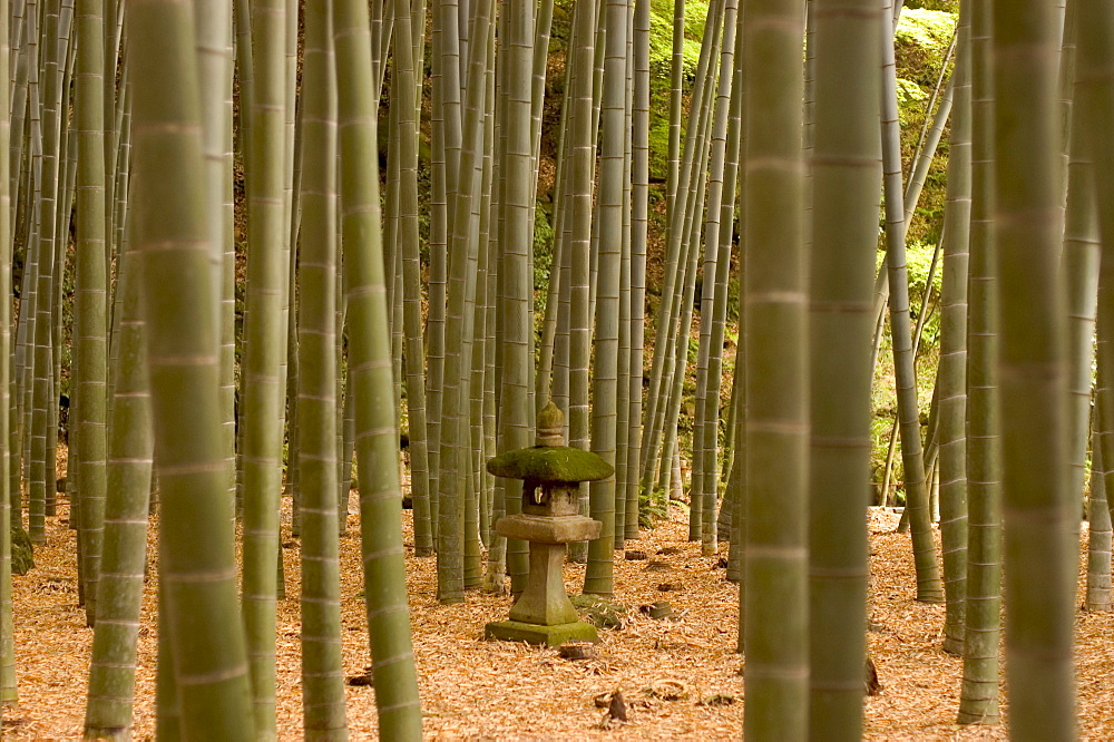 Stone lantern, bamboo forest, Kamakura city, Kanagawa prefecture, Honshu island, Japan, Asia