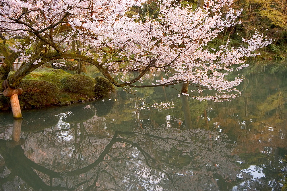 Cherry blossom, Kenrokuen Garden, Kanazawa city, Ishigawa prefecture, Honshu island, Japan, Asia