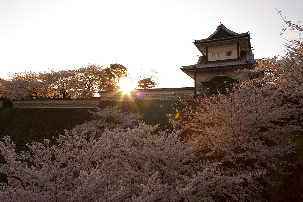 Sunset, cherry blossom, Kanazawa castle, Kanazawa city, Ishigawa prefecture, Honshu island, Japan, Asia