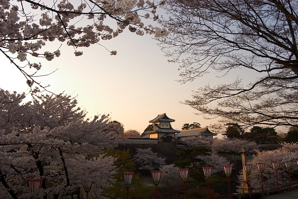 Sunset, cherry blossom, Kanazawa castle, Kanazawa city, Ishigawa prefecture, Honshu island, Japan, Asia