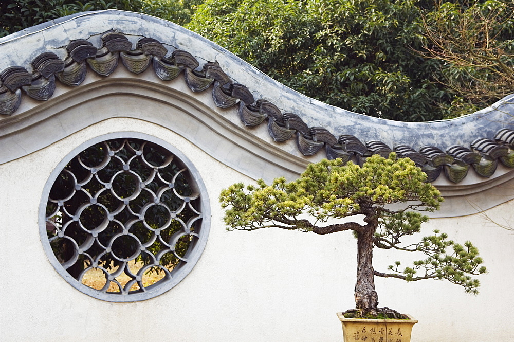 A bonzai tree and toled arch wall in Winding Garden at West Lake, Hangzhou, Zhejiang Province, China, Asia