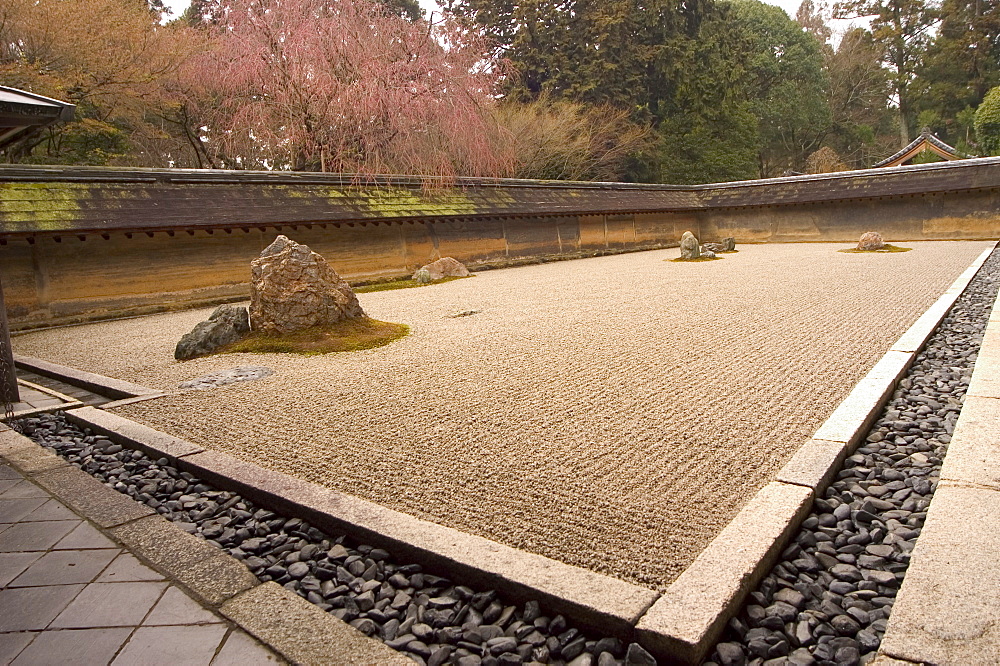 Ryoanji temple, dry stone garden and blossom, UNESCO World Heritage Site, Kyoto city, Honshu island, Japan, Asia