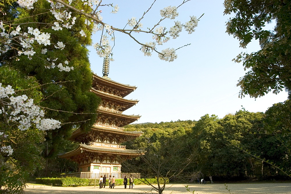 Spring cherry blossom, Kyoto city, Honshu island, Japan, Asia