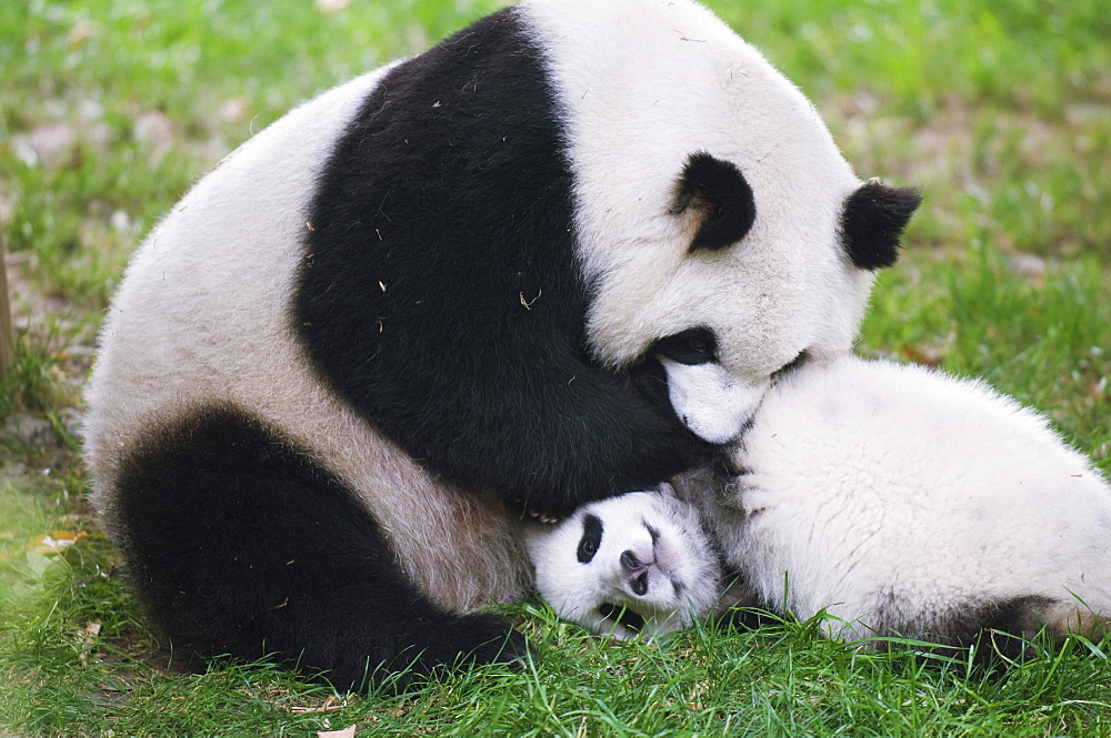 Giant panda playing at Chengdu Panda Reserve, Sichuan Province, China, Asia