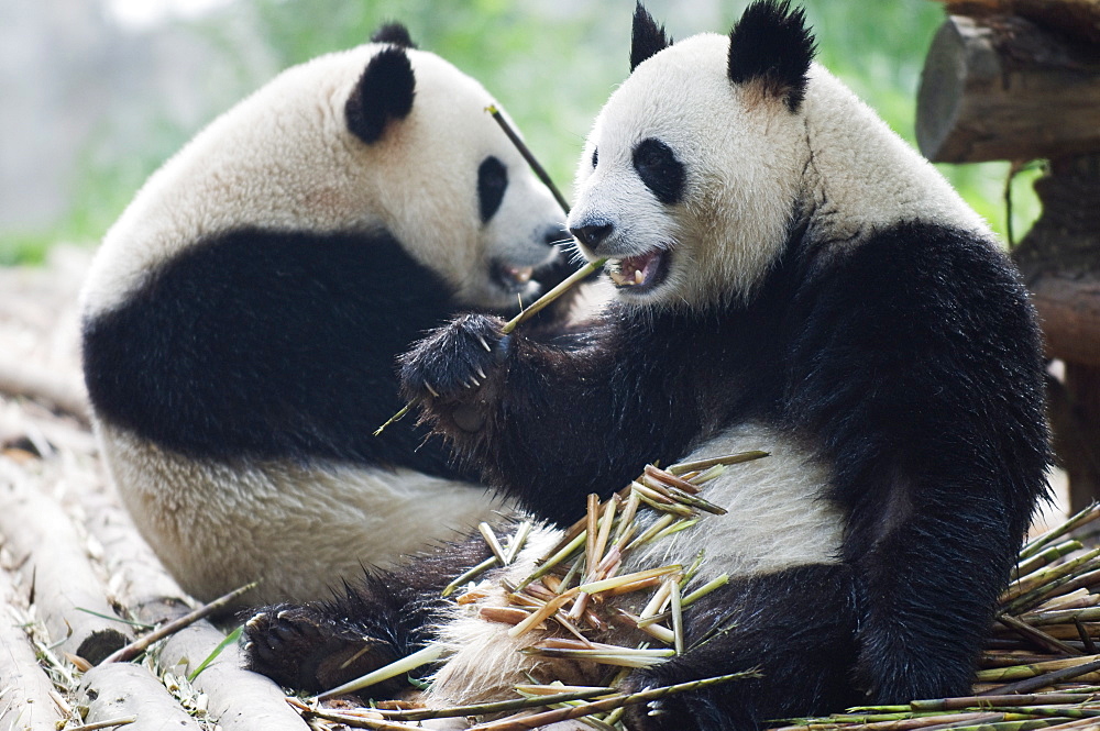 Giant panda eating bamboo at Chengdu Panda Reserve, Sichuan Province, China, Asia