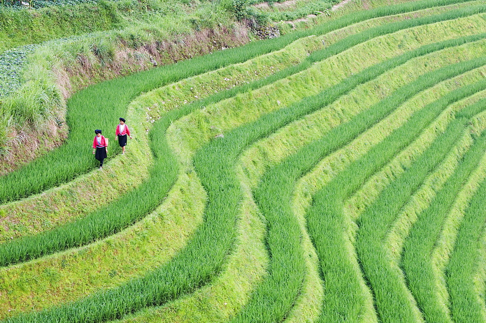 Yao women at the Dragons Backbone rice terraces, Longsheng, Guangxi Province, China, Asia