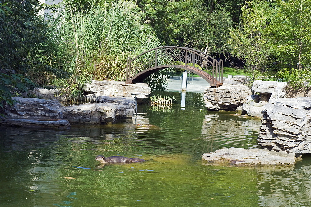 An otter swimming at Beijing Zoo, Beijing, China, Asia