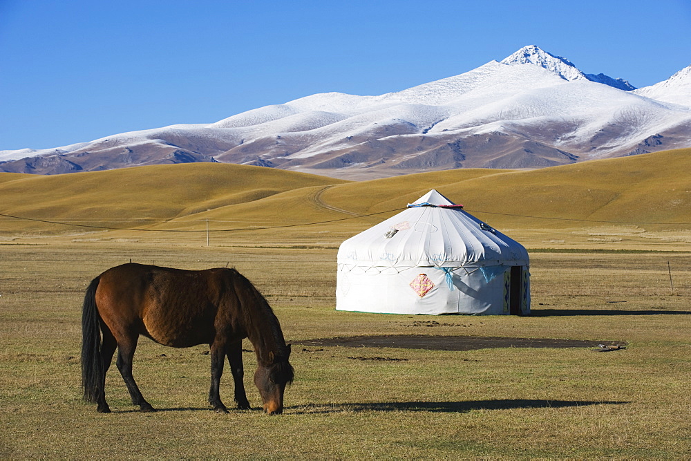 Nomads horse and yurt, Bayanbulak, Xinjiang Province, China, Asia