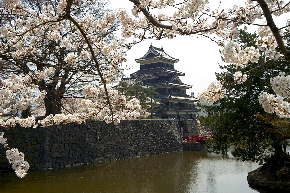 Cherry blossoms, Matsumoto Castle, Matsumoto city, Nagano prefecture, Honshu island, Japan, Asia