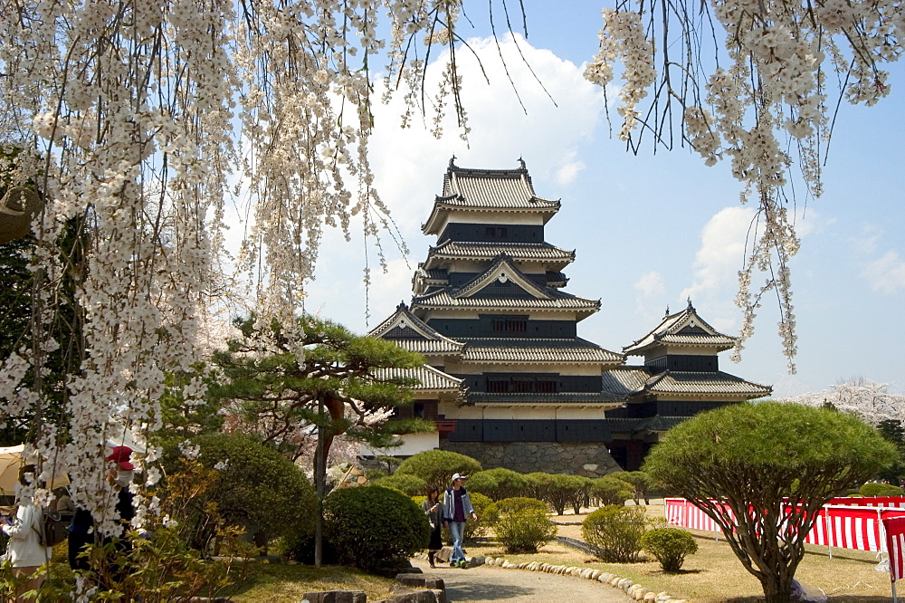 Cherry blossoms, Matsumoto Castle, Matsumoto city, Nagano prefecture, Honshu island, Japan, Asia