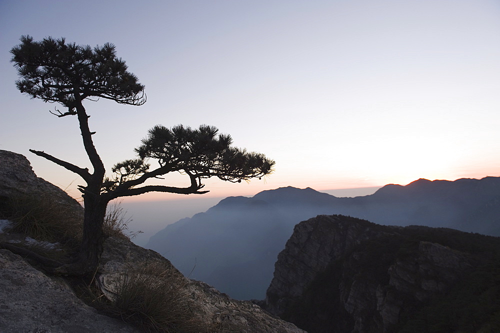 Pine tree silhouetted at dusk on Lushan mountain, UNESCO World Heritage Site, Jiangxi Province, China, Asia