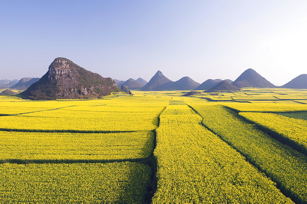 Fields of rapeseed flowers in bloom in Luoping, Yunnan Province, China, Asia