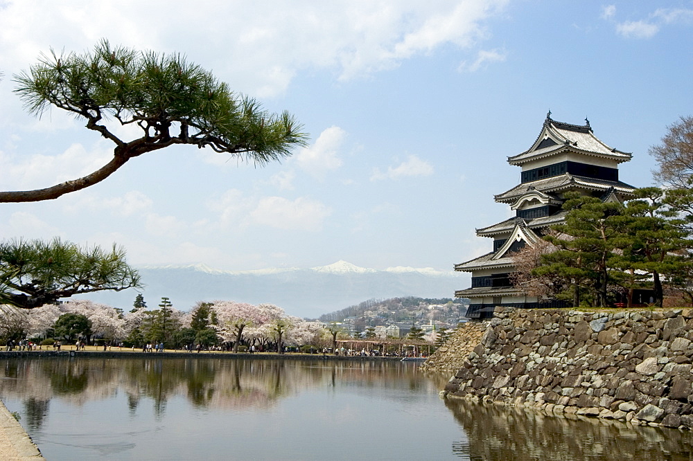 Pine tree, Matsumoto Castle, Matsumoto city, Nagano prefecture, Honshu island, Japan, Asia