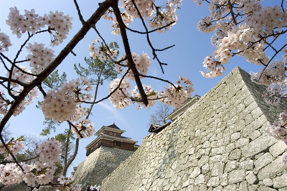 Matsuyama castle, spring cherry blossoms, Matsuyama city, Ehime prefecture, Shikoku Island, Japan, Asia