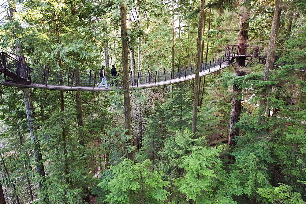 Tourists on a treetop walkway in Capilano Suspension Bridge and Park, Vancouver, British Columbia, Canada, North America