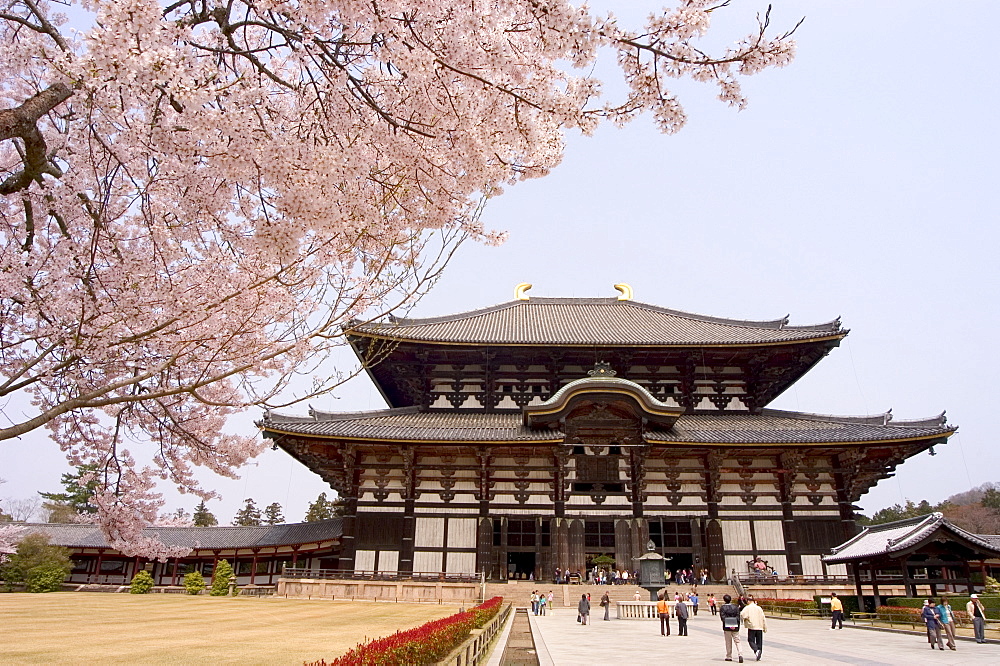 Cherry blossoms, The Great Buddha Hall, Todaiji temple, Nara, UNESCO World Heritage site, Honshu island, Japan, Asia