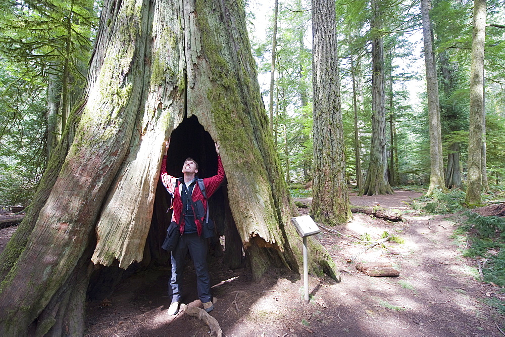 A hiker in a hollow tree trunk, Cathedral Grove, MacMillan Provincial Park, Vancouver Island, British Columbia, Canada, North America