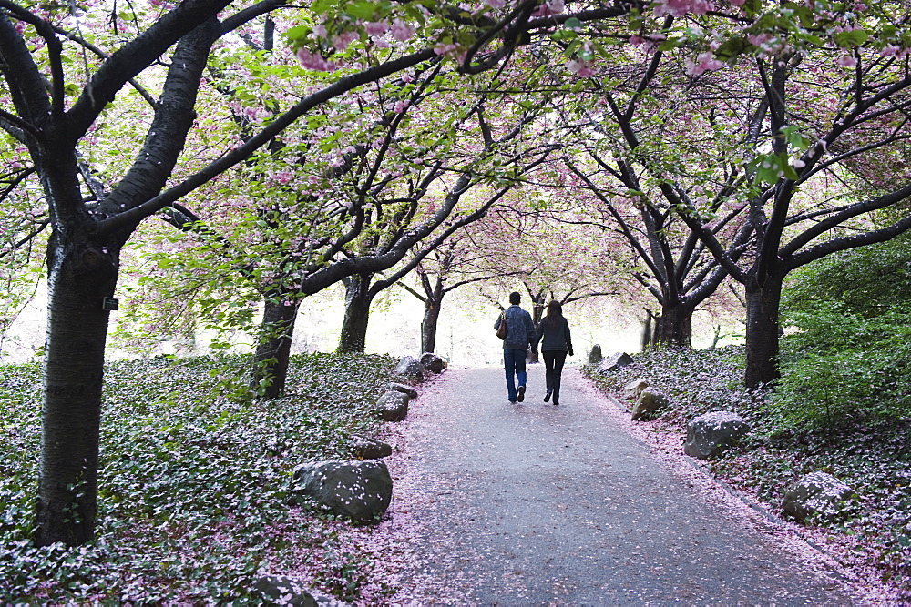 Spring cherry blossom, Brooklyn Botanical Garden, Brooklyn, New York City, New York, United States of America, North America