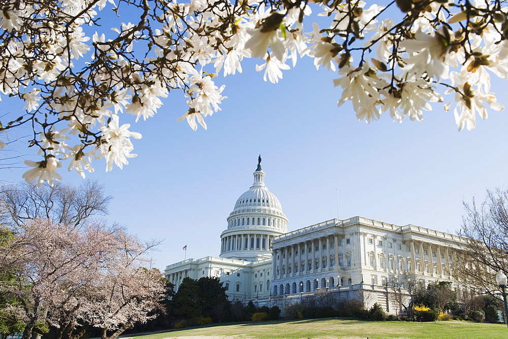 Spring cherry blossom, The Capitol Building, Capitol Hill, Washington D.C., United States of America, North America