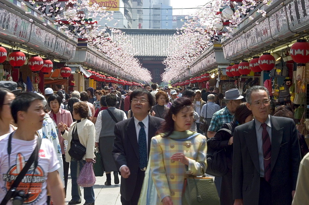 Asakusa temple, cherry blossom, Asakusa, Tokyo City, Honshu Island, Japan, Asia