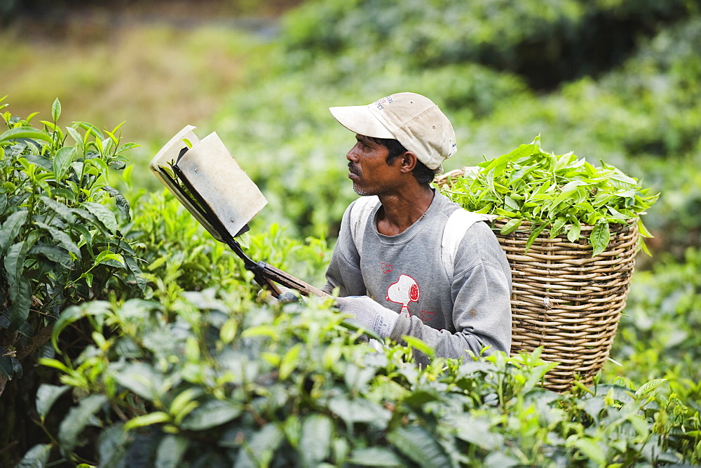 Tea collector on a tea plantation, BOH Sungai Palas Tea Estate, Cameron Highlands, Perak state, Malaysia, Southeast Asia, Asia